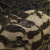 Кружевное полотно XD LACE 1-4, 80 гр/м2, шир.150см, цвет чёрный - купить в Шадринске. Цена 245.94 руб.